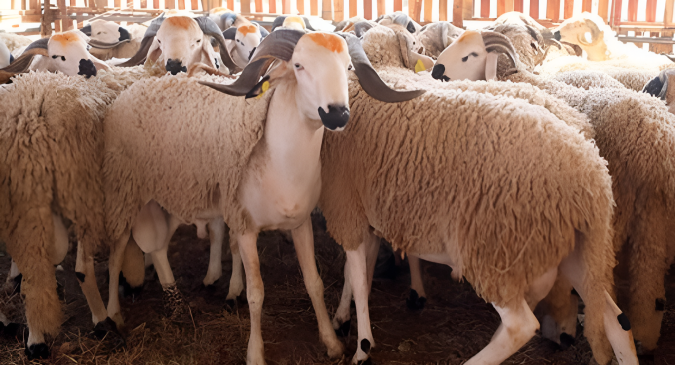 Soutien aux éleveurs: Le nouveau programme gouvernemental s'appuie sur la restructuration des dettes et l’aide à l’alimentation animale