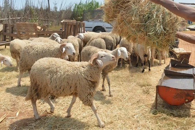 وزارة الفلاحة تعمل على إعداد برنامج طموح لمواكبة الكسابة والرفع من إنتاجية القطيع الوطني