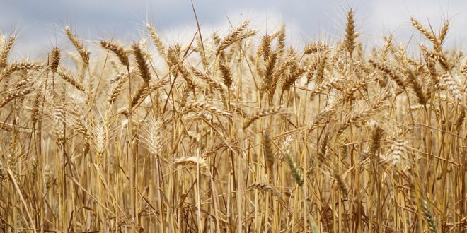 Marruecos prevé un aumento del 41% en la cosecha de cereales para la campaña agrícola 2024-2025