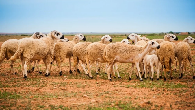 Aide directe aux éleveurs : 580.000 bénéficiaires à ce jour pour plus de 2,4 MMDH