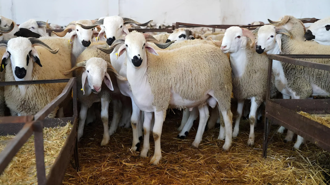 البرنامج الوطني لإعادة تشكيل القطيع الوطني (2025-2026): إحصاء 32,8 مليون رأس من الماشية