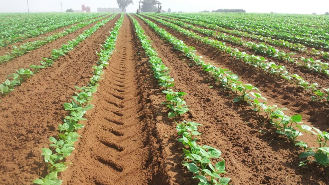 Province de Rehamna: Lancement de projets d’agriculture solidaire et de renforcement de la résilience agricole