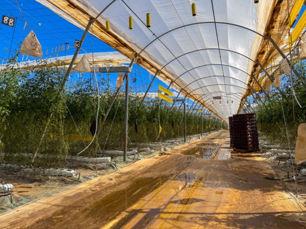 Chtouka Ait Baha: Le ministre de l’Agriculture en visite de terrain pour l’évaluation des dégâts causés par les vents violents aux exploitations agricoles