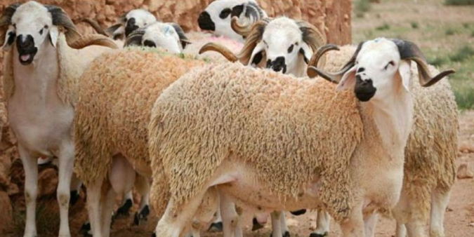 Aïd Al-Adha 1447 H : une offre de 8 à 9 millions de têtes, supérieure à la demande