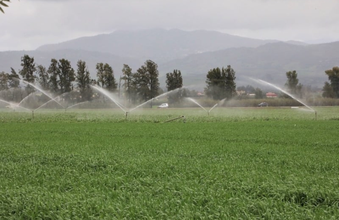 Campagne agricole 2024-2025 : 5 millions d'ha dédiés à la culture des céréales