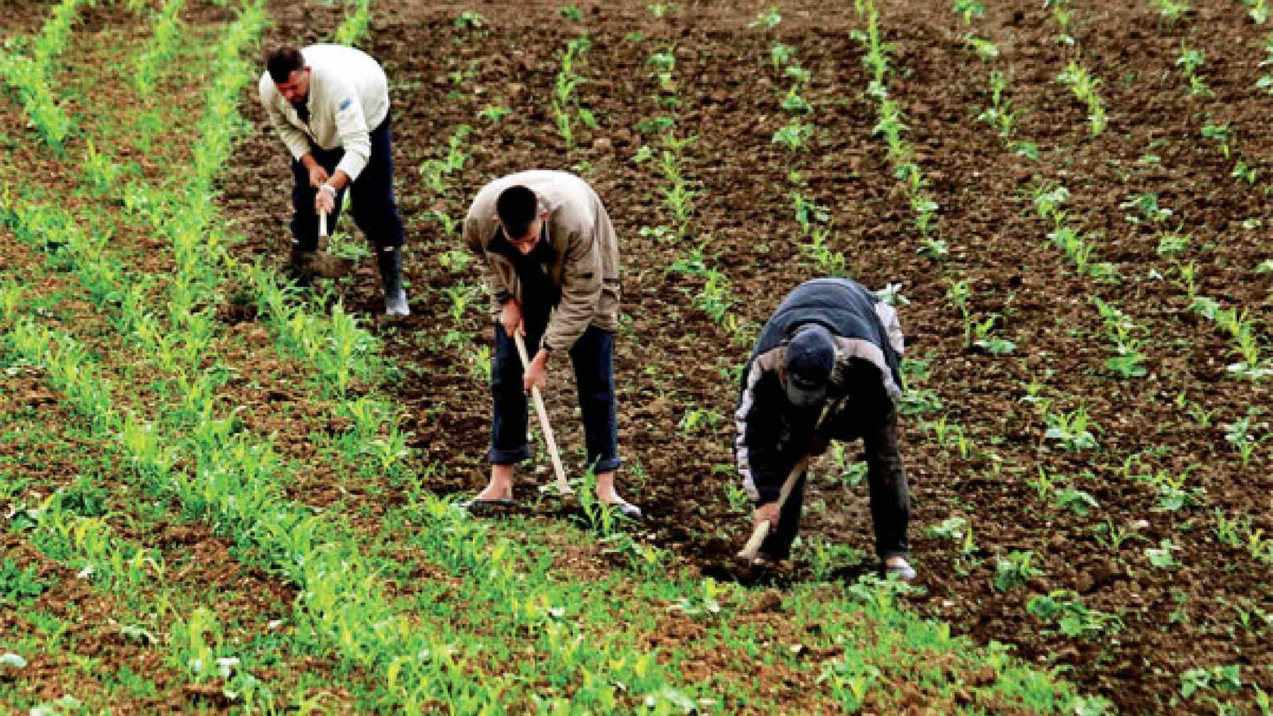 Stratégie gouvernementale pour l'emploi : 1 MMDH alloué au soutien de l'emploi en milieu rural