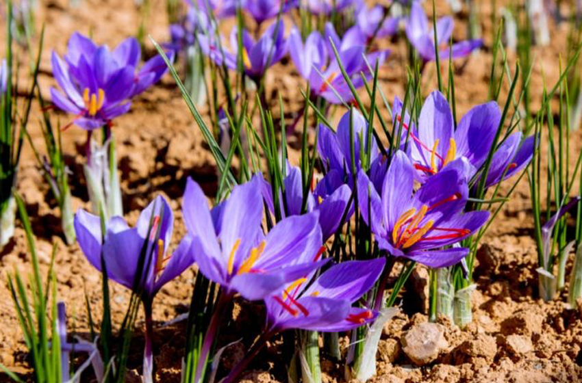 La culture du safran à Berkane, une filière de plus pour renforcer l’agriculture résiliente au climat