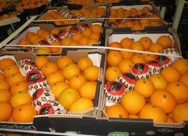 maroc