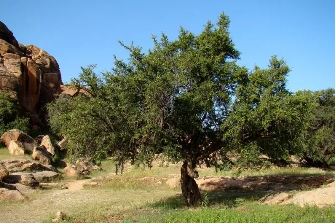 maroc