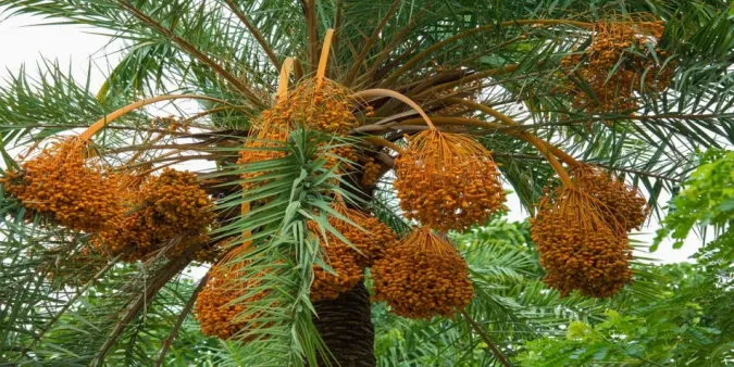 maroc