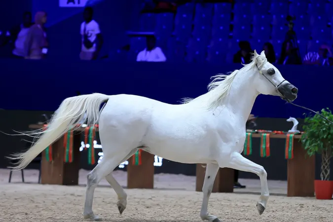 فعاليات الدورة ال16 لمعرض الفرس للجديدة.. تنظيم المباراة الدولية لجمال الخيول العربية الأصيلة في صنف "Title Show" 