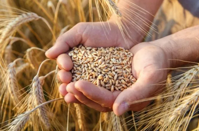 Sidi Slimane : lancement de la première phase de distribution d’orge et de fourrage composé au profit des éleveurs de bétail touchés par les inondations